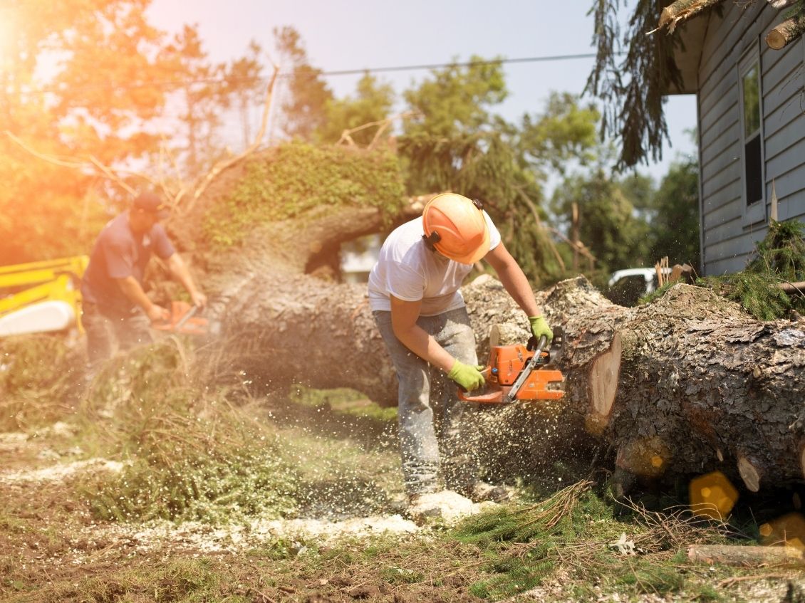 How To Take Care of a Tree That Fell on Your House