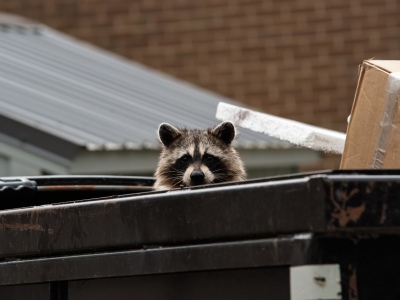 What To Do if an Animal Gets Into Your Dumpster