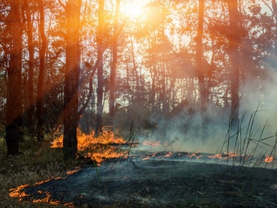 5 Tips for Cleaning Up Debris After a Wildfire