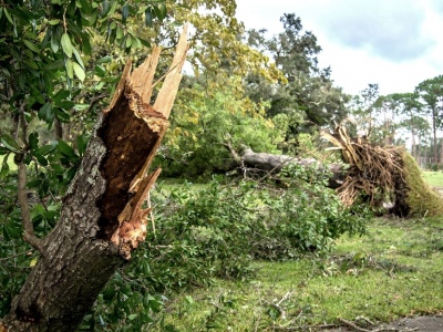 What To Do When a Tree Falls in Your Yard
