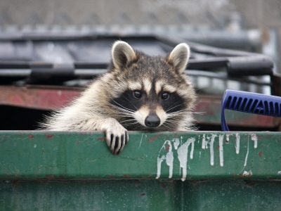 Tips for Deterring Pests From Getting Into Your Dumpster