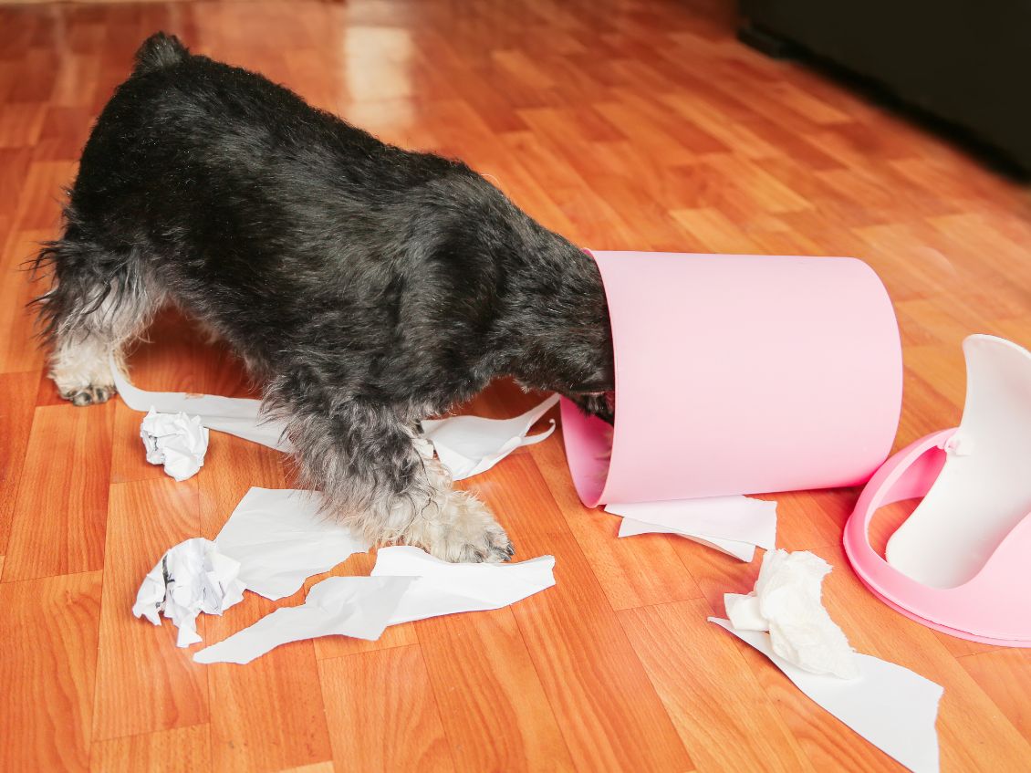 5 Tips for Keeping Pets Out of the Trash